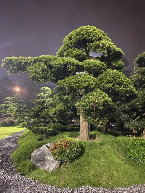 Tùng la hán dáng lớn trên nền cỏ