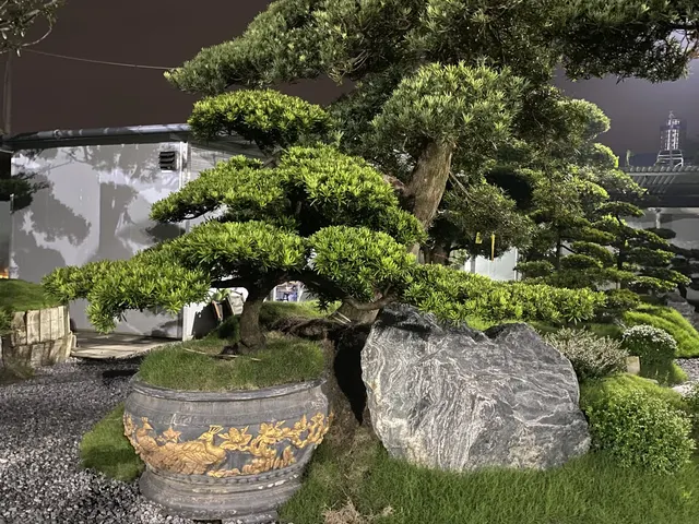 Tùng bonsai bên đá lớn