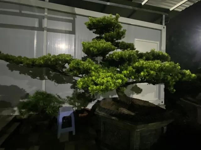 Tùng la hán tại vườn Tùng Viên