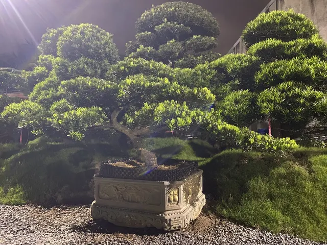 Bonsai chậu khắc hoa văn