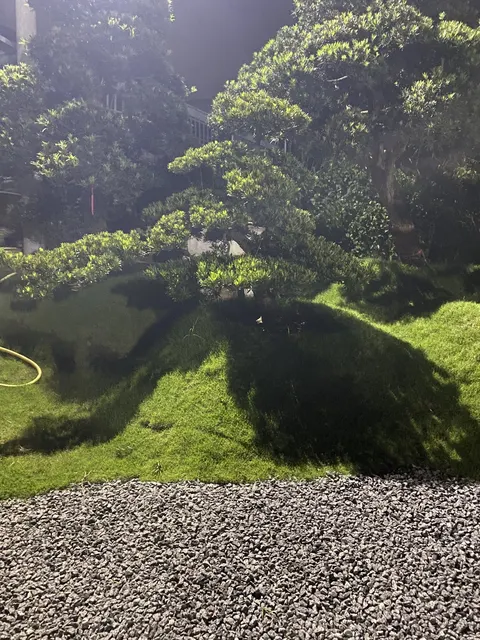 Tùng gỗ, lối sỏi